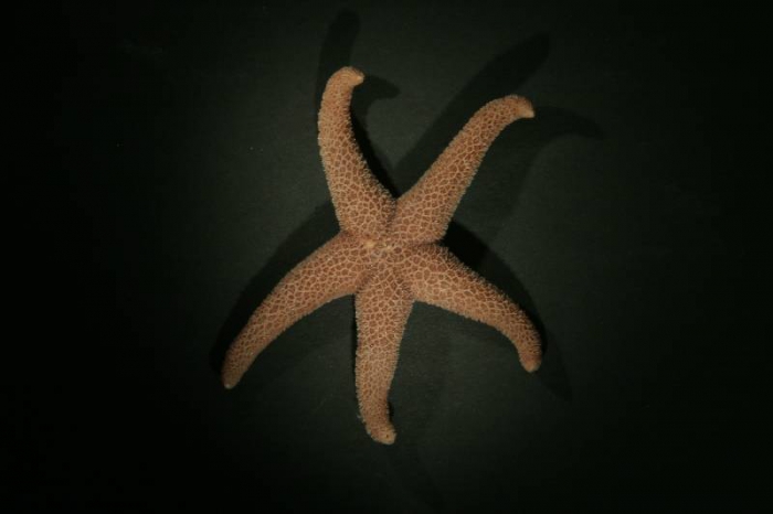 Henricia sanguinolenta Henricia sanguinolenta