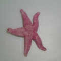 Echinodermata (echinoderms)