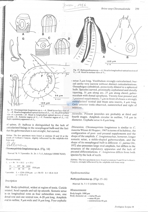 Desmodora (Bolbonema) longisetosum