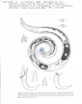 Nematode file-library of the Marine Biology Section (Ghent University, Belgium)