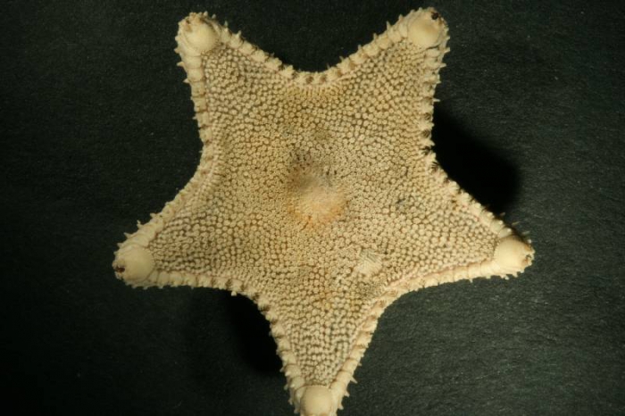 Ctenodiscus crispatus Ctenodiscus crispatus