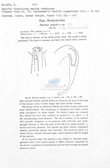 Daptonema australis