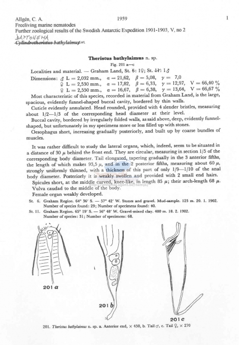 Daptonema bathylaimum