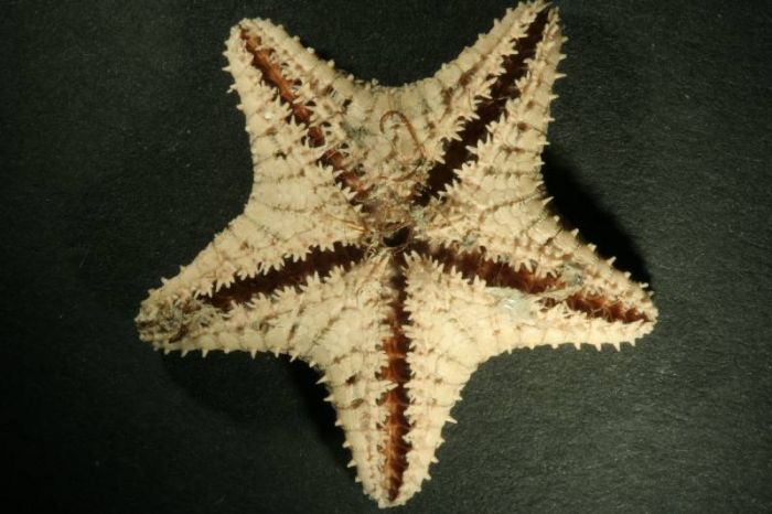 Ctenodiscus crispatus