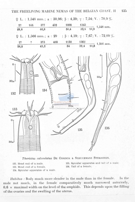 Daptonema calceolatus