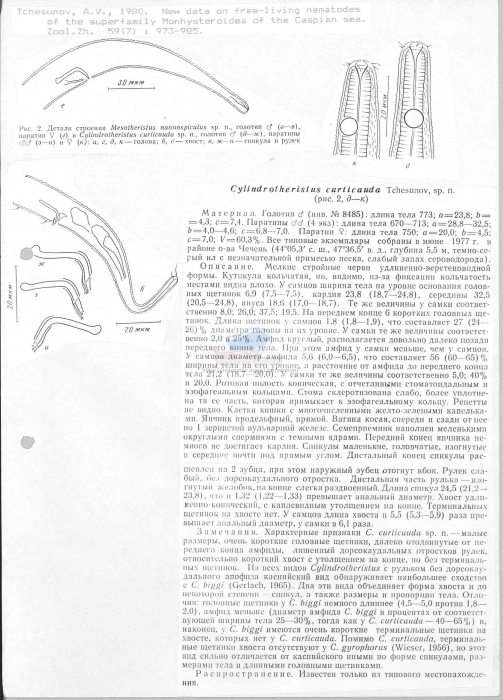 Daptonema curticauda