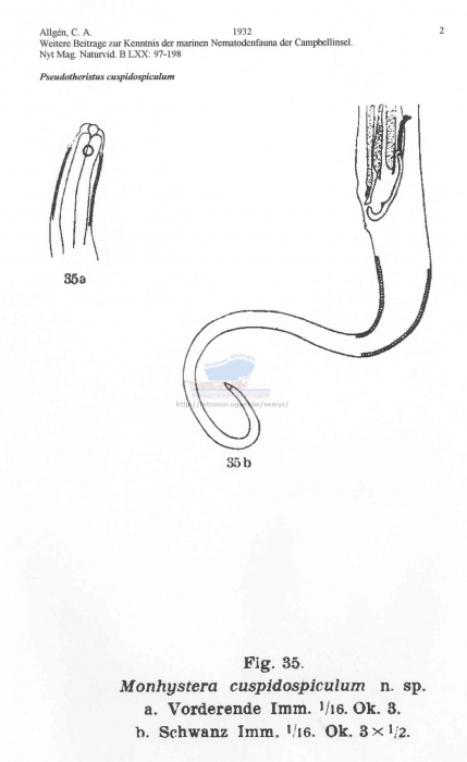 Daptonema cuspidospiculum