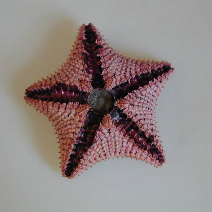 Ctenodiscus crispatus Ctenodiscus crispatus