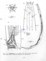 Daptonema deconincki