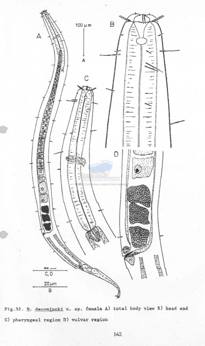 Daptonema deconincki