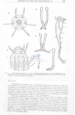 Daptonema divertens