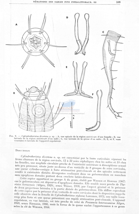 Daptonema divertens