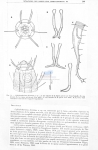 Nematode file-library of the Marine Biology Section (Ghent University, Belgium)