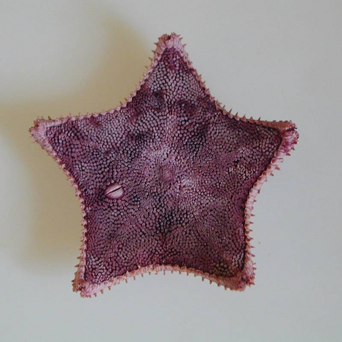 Ctenodiscus crispatus Ctenodiscus crispatus