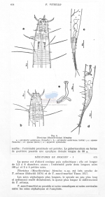 Daptonema hirsutus