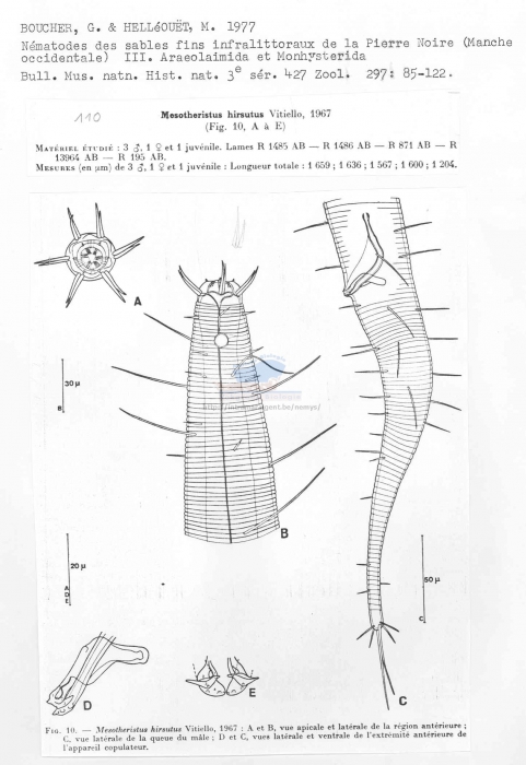 Daptonema hirsutus