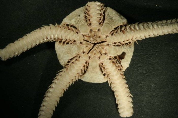 Ophiocten sericeum Ophiocten sericeum