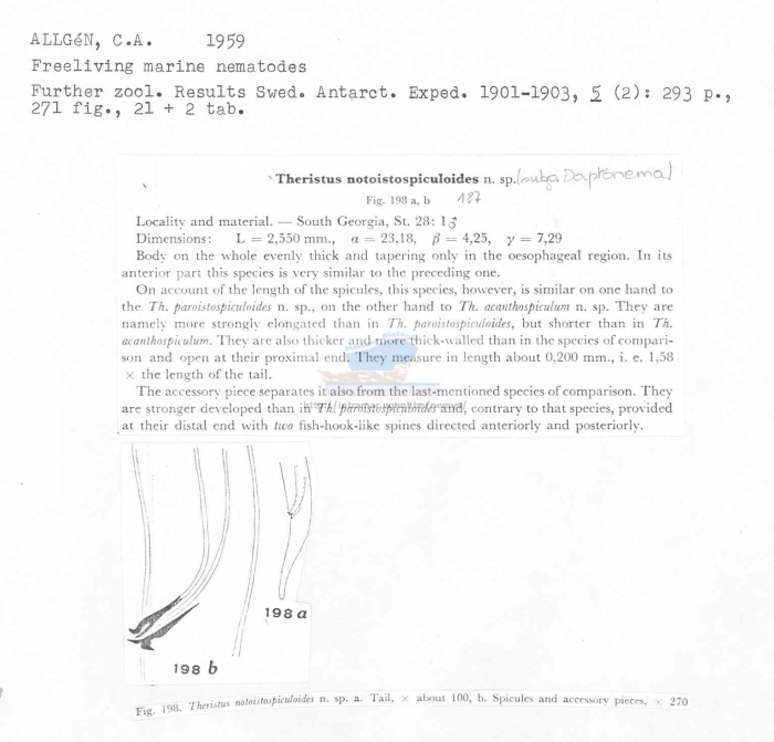 Daptonema notoistospiculoides