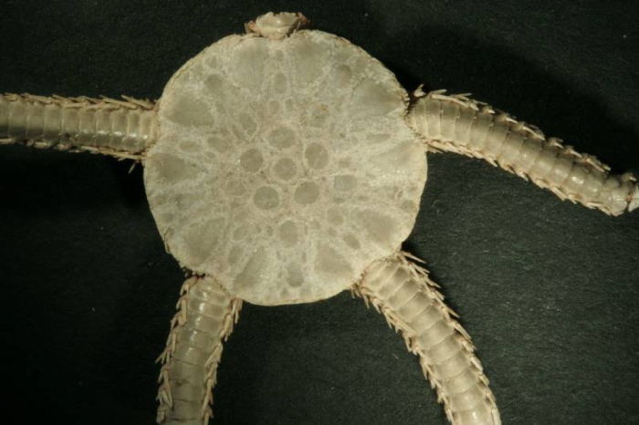 Ophiocten sericeum Ophiocten sericeum