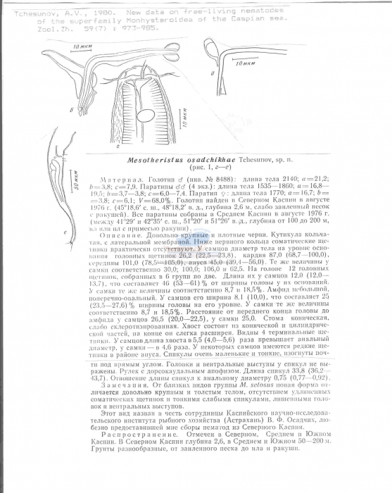 Daptonema osadchikae