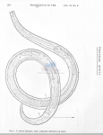 Nematode file-library of the Marine Biology Section (Ghent University, Belgium)