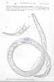 Nematoda (roundworms)