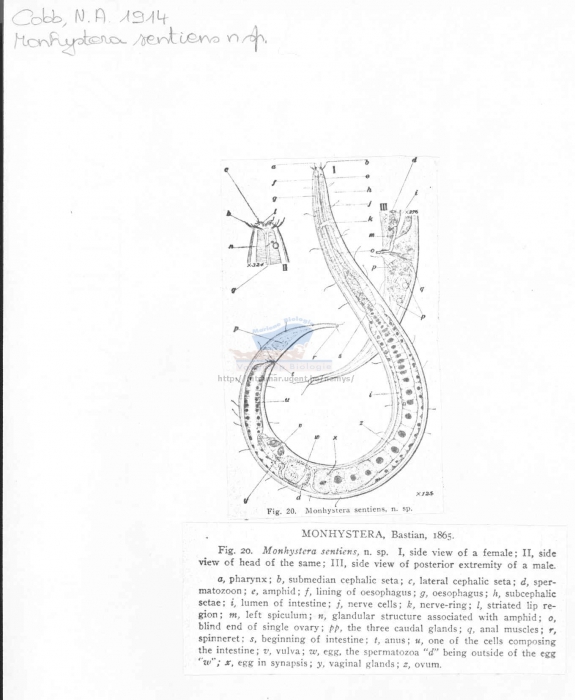 Daptonema sentiens