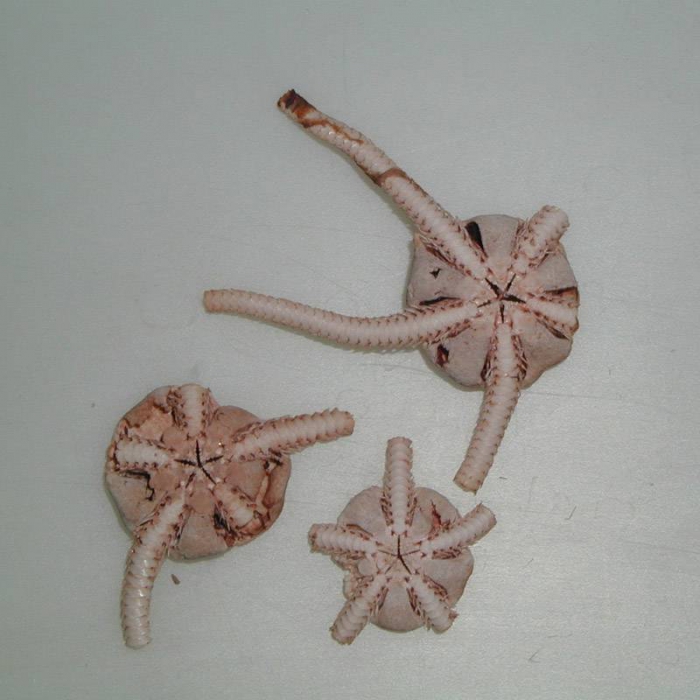 Ophiocten sericeum Ophiocten sericeum