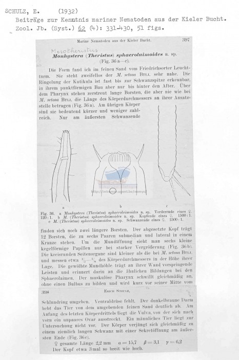 Daptonema sphaerolaimoides