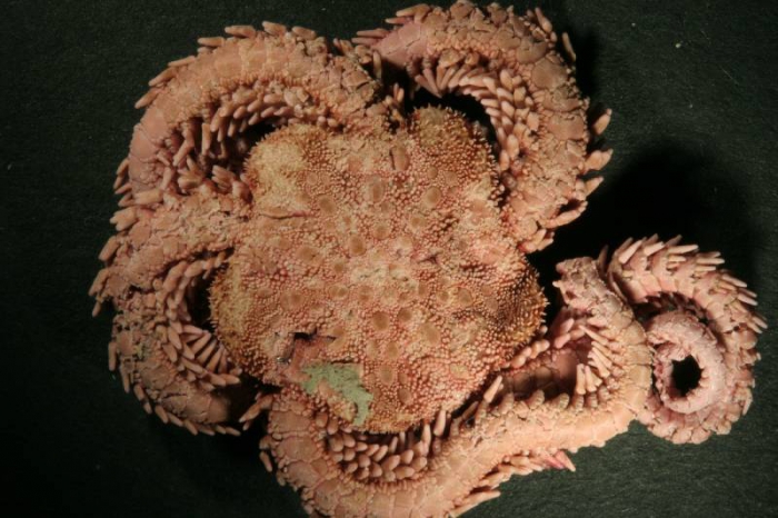 Ophiopholis aculeata Ophiopholis aculeata