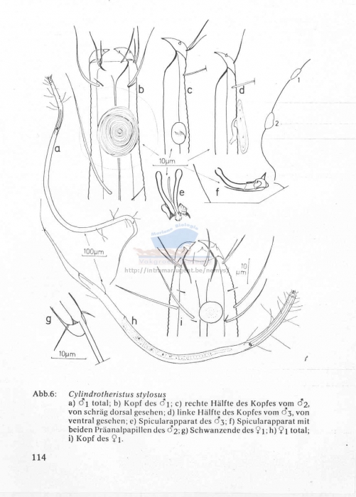 Daptonema stylosus