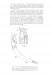 Dasynemoides falciphallus