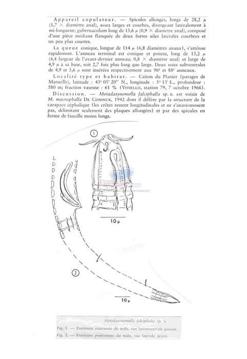 Dasynemoides falciphallus