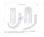 Dasynemoides rhombus