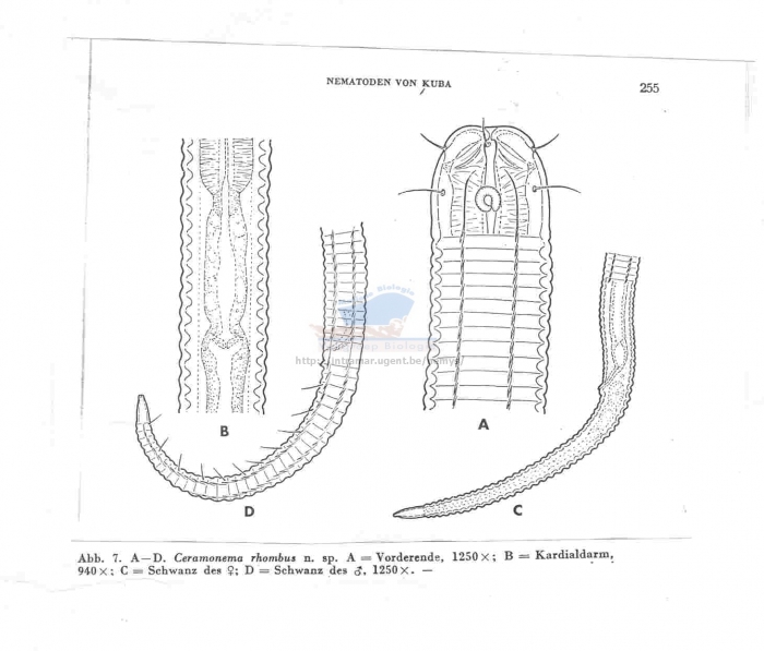 Dasynemoides rhombus