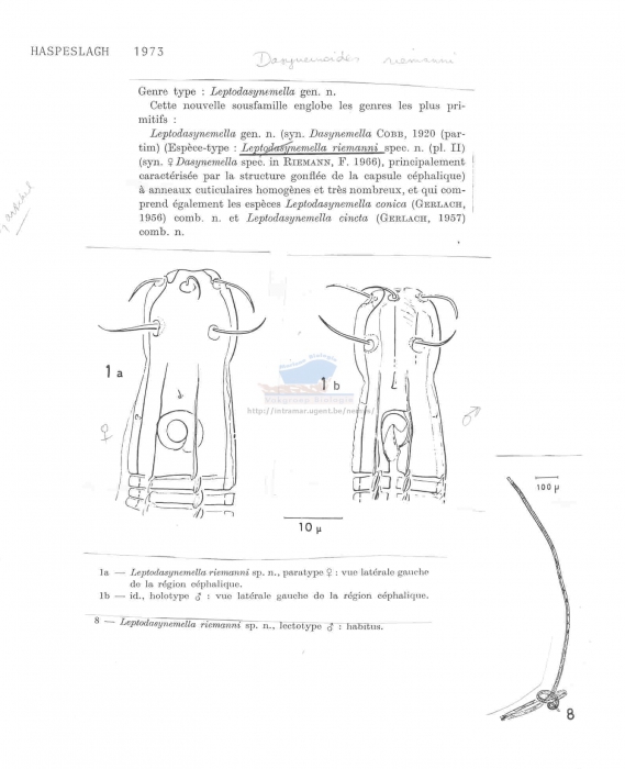 Dasynemoides riemanni