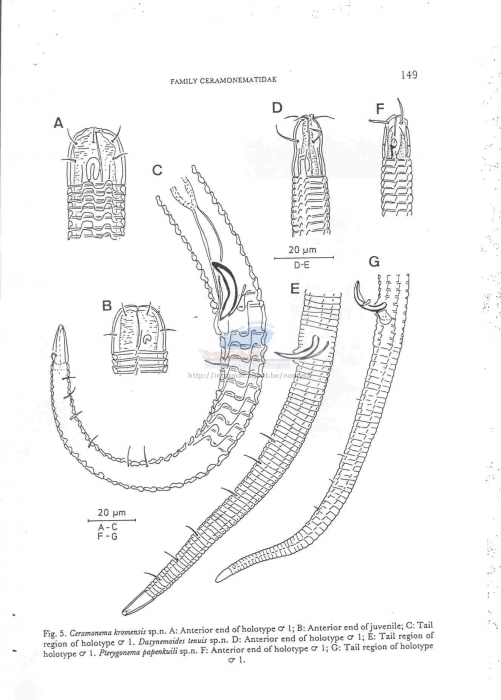 Dasynemoides tenuis