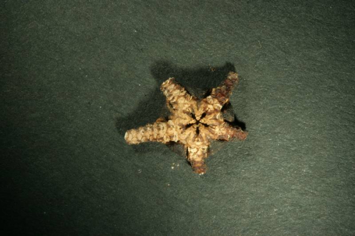 Ophioscolex glacialis Ophioscolex glacialis