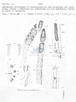 Deontostoma montredonense