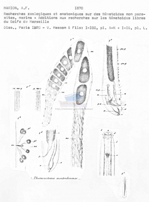 Deontostoma montredonense