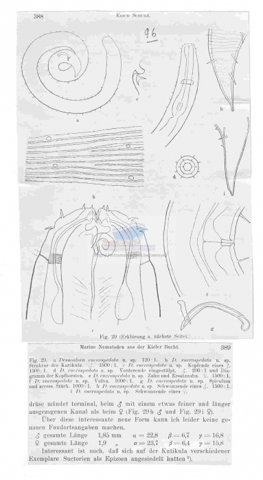 Desmodora eucraspedota