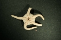 Echinodermata (echinoderms)