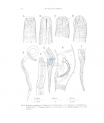 Desmodora granulata