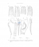 Nematode file-library of the Marine Biology Section (Ghent University, Belgium)
