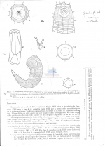 Desmodorella tenuispiculum