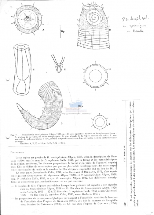 Desmodorella tenuispiculum