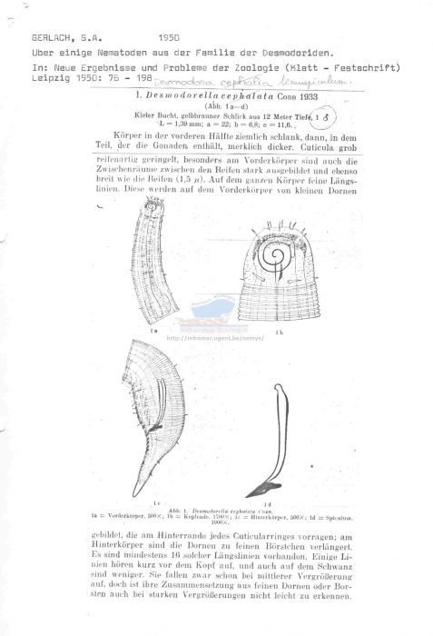 Desmodorella tenuispiculum