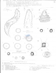 Nematode file-library of the Marine Biology Section (Ghent University, Belgium)