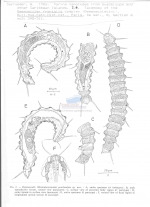 Desmolorenzenia gourbaultae