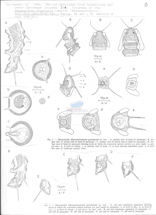 Desmolorenzenia gourbaultae